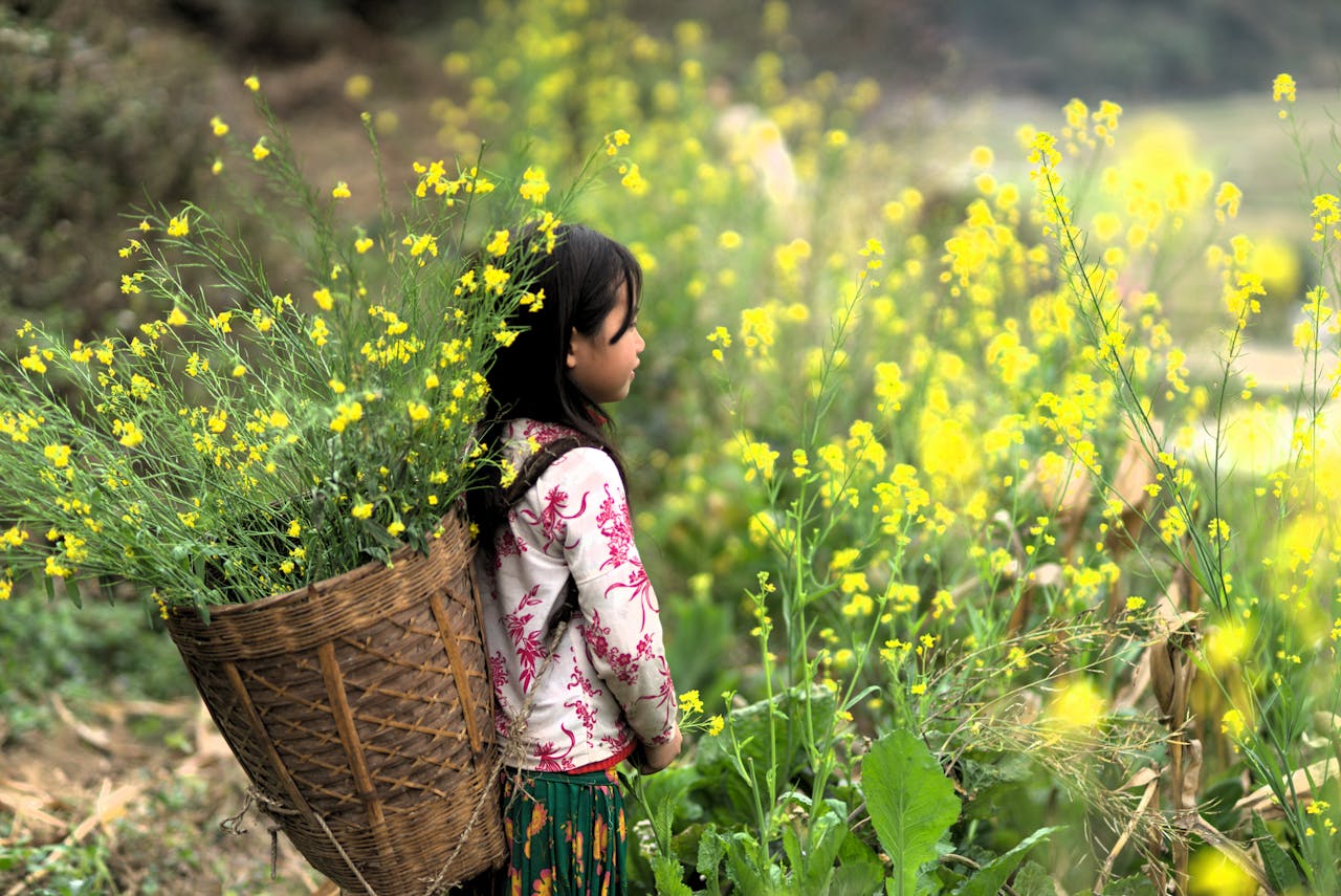 A young Hmong girl in Ha Giang, Vietnam, standing with a basket in a vibrant flower field.